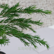 도희씨네 정원>> 탈취효과 짱!! 티트리 나무 260