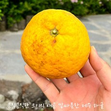 [원라마켓]제주도의 자몽?! 하귤