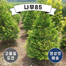 골든브라반트