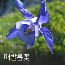 발톱무좀주블리아