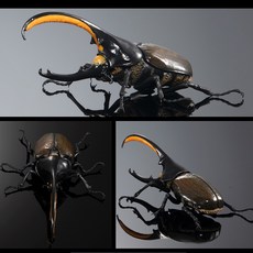 헤라클레스 장수풍뎅이 03 - 셉텐트리오날리스 반다이 프리미엄 어드벤스 곤충 피규어