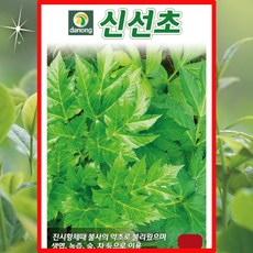 신선초 1g 진시황제 불사의 약초 생엽 녹즙 술 차 등으로 이용 신선초씨앗, 1.강산도라지 2000립, 1개