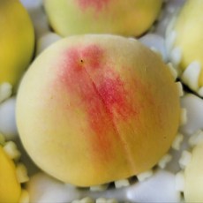 옥천복숭아달인