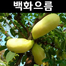 백향과묘목