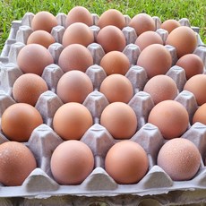 [어린닭이 낳아 더 야무진 달걀 초란] HACCP농가에그트리 생계란, 60구, 1개