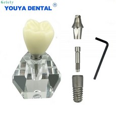 치아모형 치과 크리스탈 임플란트 모델 치아 의사 소통 투명 연습 제거 가능한 틀니 분석, teeth model, 1개