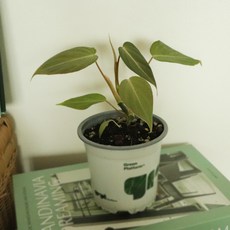 필로덴드론글로리오섬