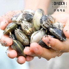 해감 참바지락 1kg 바지락 술찜 칼국수 조개탕, 4개, 바지락(대)