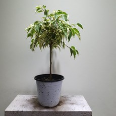 55b0b817a744494f3f3ba368de34f0a31c1e5574cd47e68cbdf333e7e39a.jpg