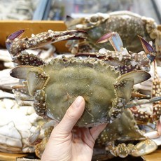 [덕화네꽃게]국산 냉동 꽃게 알배기 암게 (간장게장 전용) 1kg, 1개