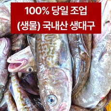 (생물) 속초 오늘잡아 싱싱한 생대구 자연산 생선 고니 알탕 찜 조림 구이 황대구 1kg