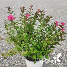 백일홍나무 TOP01