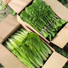 포천 싱싱팜 김치용, 어린열무 2kg 얼갈이 2kg, 1박스