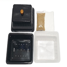 콩나물키우기관찰