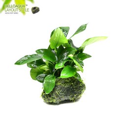 노타빌리티리딤코드