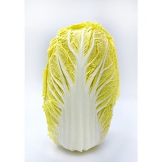 알배추-추천-상품