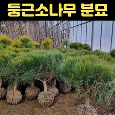 둥근소나무 50cm 둥근소나무묘목 반송 분묘, 1개