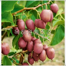 목하원예조경 캔스다래(삽목2년포트) 속빨간다래