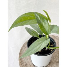 에피프레넘피나텀