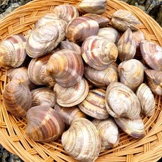 백생합 백상합 백합조개 해감완료, 1개, 중2kg