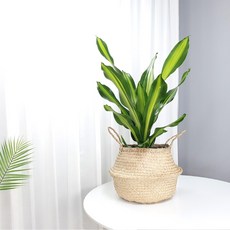 그늘에서잘자라는식물