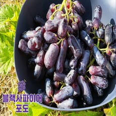 블랙사파이어포도
  블랙사파이어 블랙가지포도 스윗사파이어 1봉지(1kg내외) 3봉지(3kg내외) 5봉지(5kg내외) 8봉지(8kg내외) 3개 
