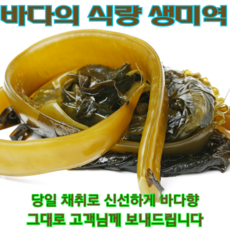 꼬들꼬들 생미역 바다향 그대로 물미역 미역, 1개, 1kg
