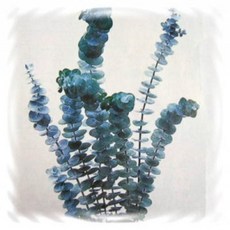 유칼립투스씨앗