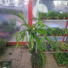 립살리스부사완