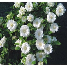 클레마티스 더치스 오브 에덴버러 120L포트 큰꽃으아리 봄꽃 넝쿨식물 흰색겹꽃 꽃보러가자, 1개