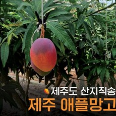 제주왕망고