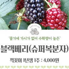 블랙베리 / 슈퍼복분자 / 복분자 묘목 / 충북농원, 꺽꽂이 1년생 (흙털이), 1개