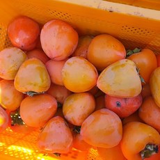[배실배실] 며느리가 팔아주는 덕천농장 대봉감(홍시용) 5kg/10kg, 1박스, 10kg 특과