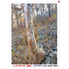 노각나무수액/ 페트병 1.5리터 1개/ 2만5천원/수백년 첫물/ 3개이상 구매 가능, 1개, 1.5L