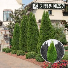 상록수360