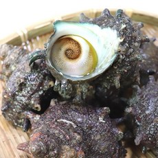 산지직송 통영 활 생물 뿔소라, 1개, 5kg