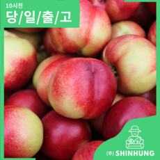 자두 대과 소과 고당도 1kg 2kg 5kg 후무사 추희 [신흥유통], 추희 자두(소과), 1개