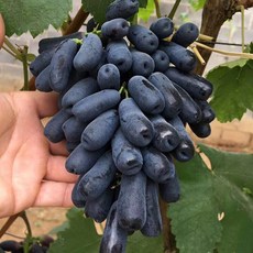 고당도 블랙사파이어 탕후루 씨없는 포도, 1개, 1kg