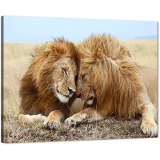 라이오플라이어멜로디