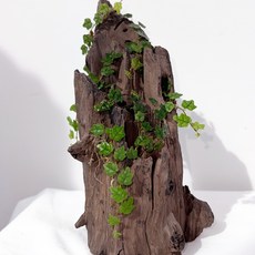 제주애기모람 키우기 그루터기유목 희귀식물 테라리움 비바리움 팔루다리움 재료, 제주애기모람 30cm 그루터기유목 15~20cm, 1개