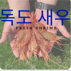동해 독도 자연산 활 꽃새우 500g 독도새우1kg 활회
