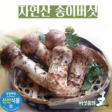 자연산송이버섯 2024년 생송이 신선도보장 백두산 500g 1kg, 가정용(파손품), 1개