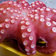 [명절선물세트] 제수용 자숙문어 한마리 1kg 1.5kg 2kg 제사용 냉동 문어 돌문어 삶은 데친 문어숙회 지티마트, 1개, 2kg(자숙후 1.2kg~1.4kg내외)