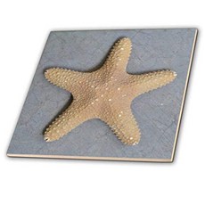 3dRose ct_26134_1 Starfish Shell-Ceramic Tile 4-Inch, 1개, 기타