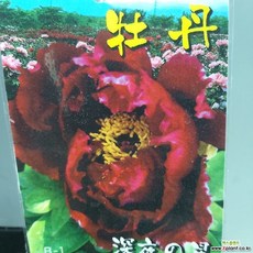 나무사랑 초특가 수입목단 다크레드