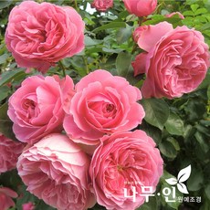 [나무인] 고급덩굴장미 줄장미 분홍