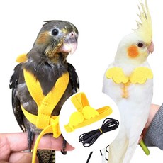 모란앵무하네스