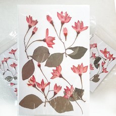 꽃누르미 압화누름꽃 떼죽나무꽃팩 야생화압화꽃팩 압화카드 수업재료 체험용, 떼죽나무꽃