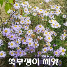 가을꽃씨