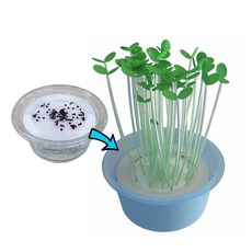 생명과학콩나물키우기